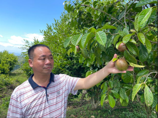 穗瑞公司引进的优质油茶品种丰收在望