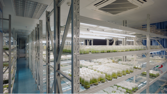 广州市农业农村科学院实验室内保育的组培水草一级苗,通过成果转化转至二级育苗场,经二级苗场培育达到商品规格后,再进入终端市场流通。 广州市农业农村科学院实验室内保育的组培水草一级苗,通过成果转化转至二级育苗场,经二级苗场培育达到商品规格后,再进入终端市场流通。