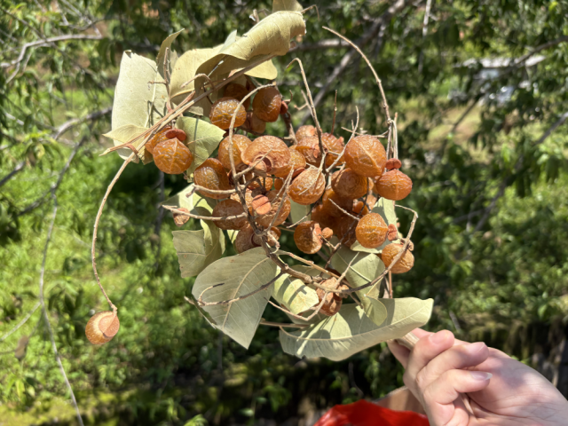 金黄饱满的无患子果实形似龙眼，故有“假龙眼”的别名