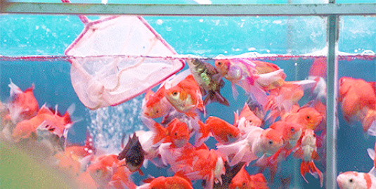 “捞鱼”是很多广州人的童年回忆 “捞鱼”是很多广州人的童年回忆