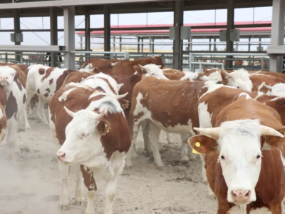 三师牛：既忠诚又“硬核”的ISTJ | 疆品性格图鉴