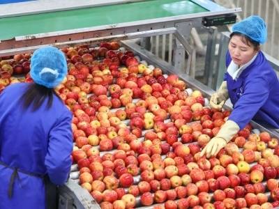 西部“阳光城”长出金苹果｜穗毕协作