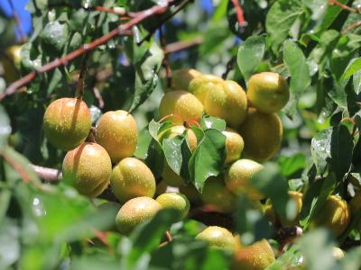 疏附木亚格杏：来自沙漠的ENFP，把快乐嚼成汁 | 疆品性格图鉴