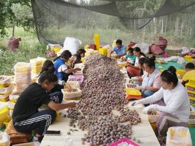 出昆仑、闯湾区，一颗“紫玉圣果”的突围记 | 疆品入湾记①