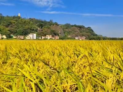 番禺匠心守沃土，全域土地综合整治助力万象“耕”新