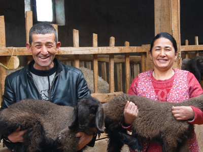 伽师羊：戈壁滩上挑战自我的ISFP | 疆品性格图鉴