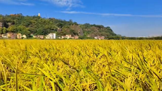 番禺匠心守沃土，全域土地综合整治助力万象“耕”新