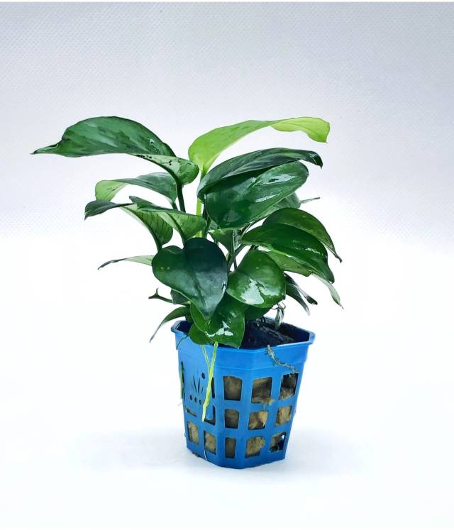 碧玉水草正如其名——叶片厚实饱满,色泽浓绿,在灯光下泛着一层温润如玉的光泽。 碧玉水草正如其名——叶片厚实饱满,色泽浓绿,在灯光下泛着一层温润如玉的光泽。