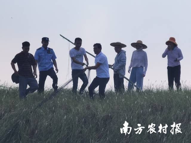 湛江鸟网拆除 湛江鸟网拆除