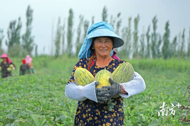 伽师瓜畅销湾区，带动当地农民持续增产增收。