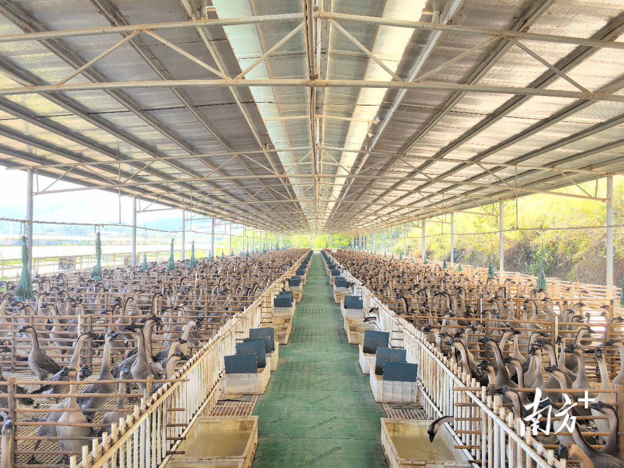 明城镇深耕三洲黑鹅产业,着力创建三洲黑鹅地理标志特色镇,打造“三洲黑鹅之乡”。朱苏娇 摄 明城镇深耕三洲黑鹅产业,着力创建三洲黑鹅地理标志特色镇,打造“三洲黑鹅之乡”。朱苏娇 摄