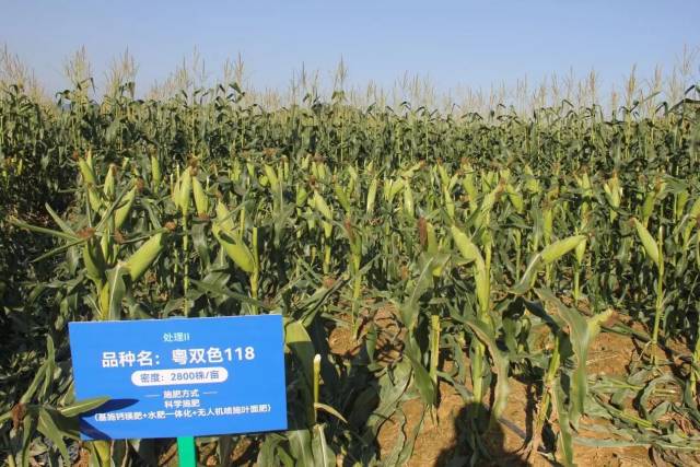 甜玉米“三新”科学施肥技术示范基地 甜玉米“三新”科学施肥技术示范基地