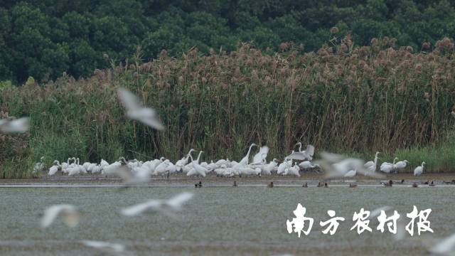 南沙湿地候鸟群 南沙湿地候鸟群