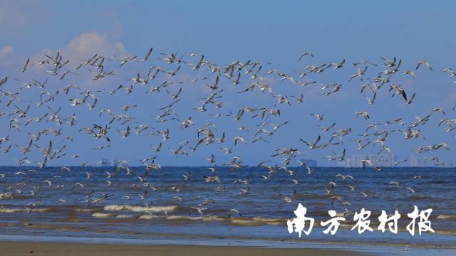 全面加强鸟类保护工作!广东发布2025年第3号总林长令