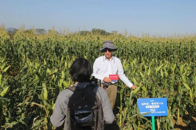 广东省农业科学院作物研究所研究员卢文佳 广东省农业科学院作物研究所研究员卢文佳