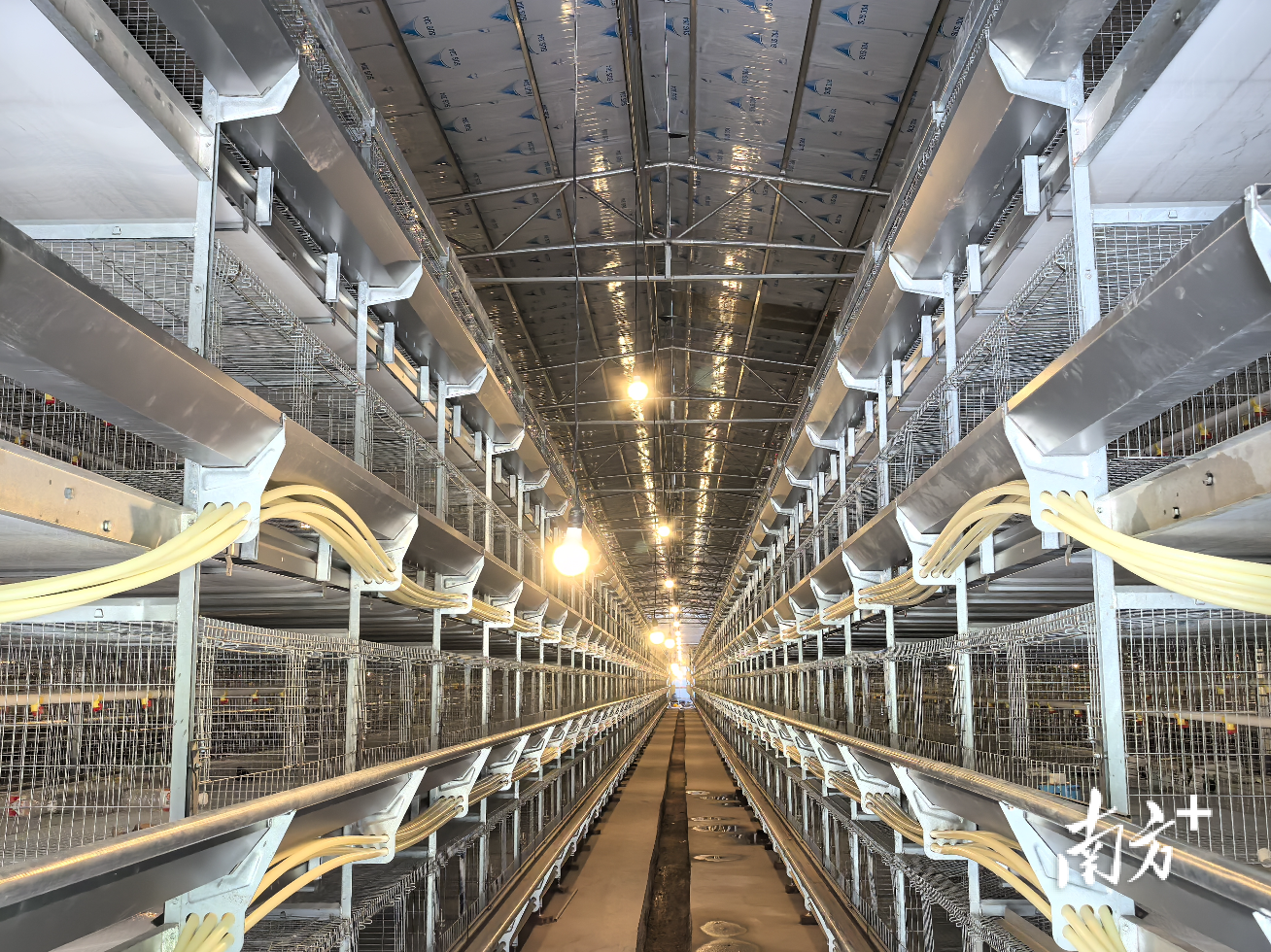 海鹏公司新建的育雏棚舍。 朱苏娇 摄 海鹏公司新建的育雏棚舍。 朱苏娇 摄