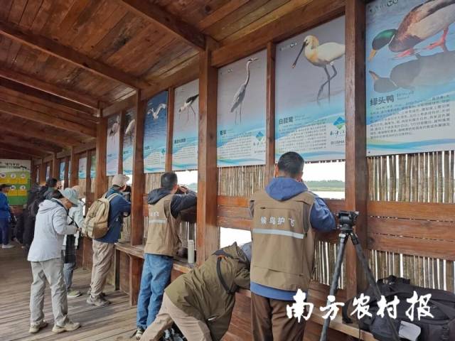 候鸟护飞行动之观鸟拍鸟营 候鸟护飞行动之观鸟拍鸟营