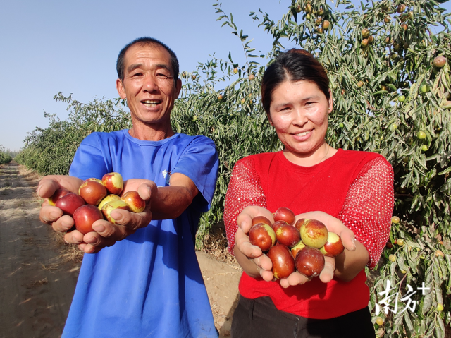 广东援疆持续推动三师红枣“出疆入湾”。