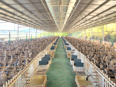 年出栏量超百万只，明城产三洲黑鹅串起强村富民产业链