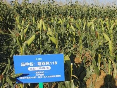 技术变革在田间，广东甜玉米种植新实践