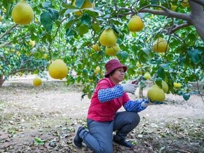 联合国前副秘书长点赞！梅县金柚的“出圈”与“长红”之道