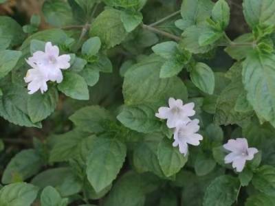 丹霞山发现植物新物种，已命名“丹霞马蓝”