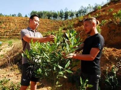 从澳门到肇庆，这位兴乡青年在山间打造“坚果银行”