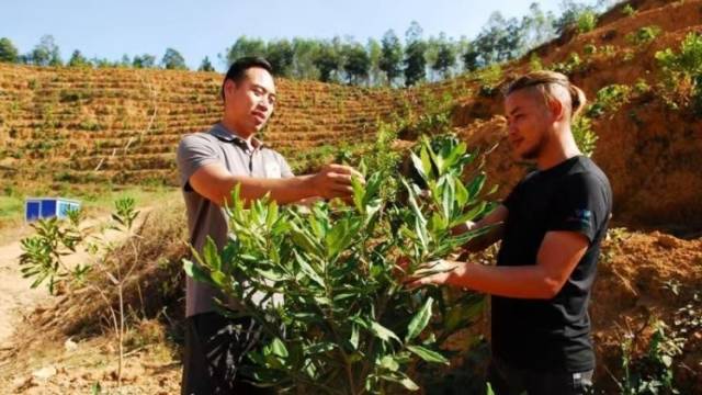 从澳门到肇庆，这位兴乡青年在山间打造“坚果银行”