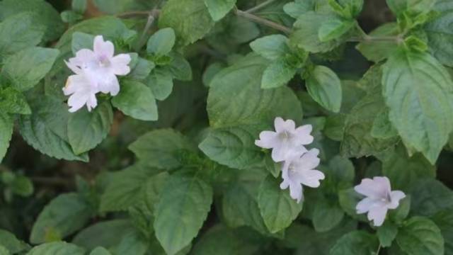 丹霞山发现植物新物种，已命名“丹霞马蓝”