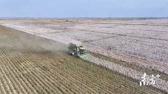英买里镇英阿瓦提村，大型采棉机正在有序作业。
