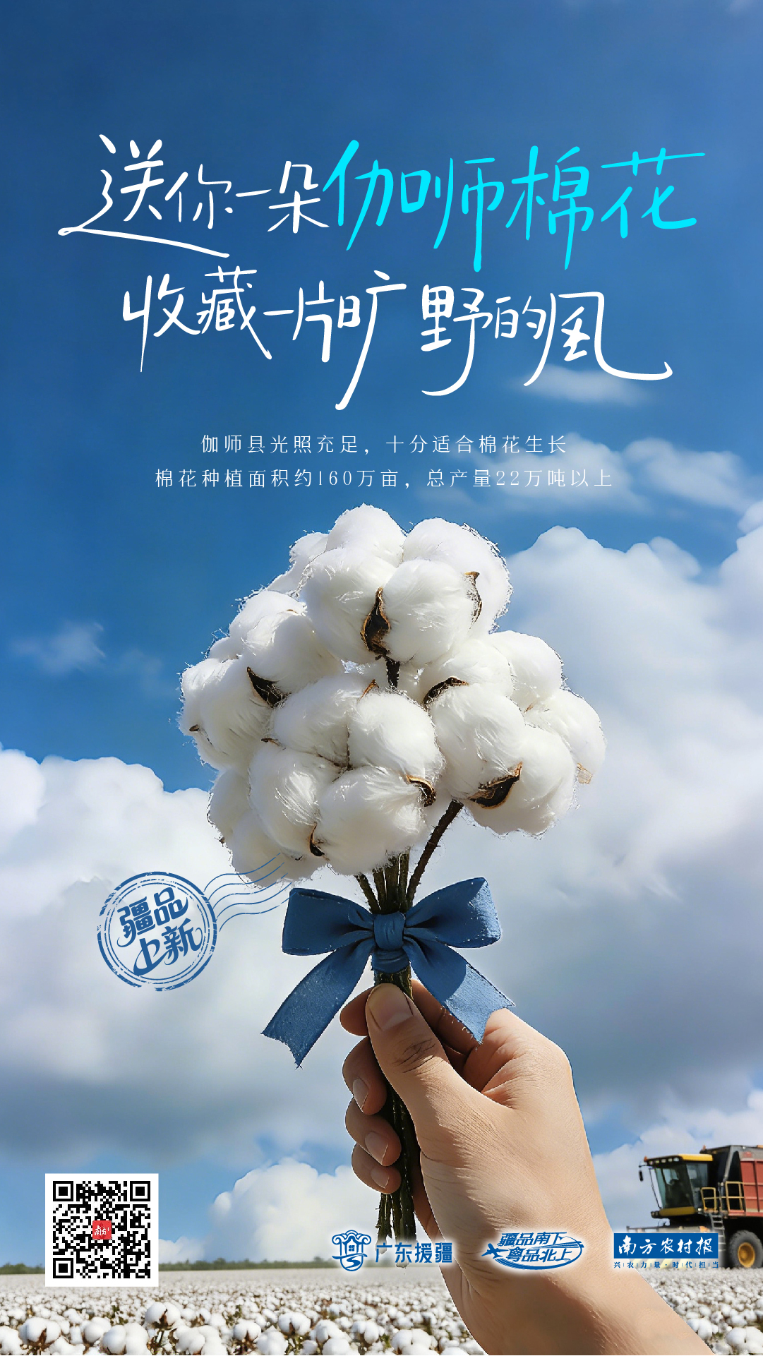 送你一朵伽师棉花，收藏一片旷野的风