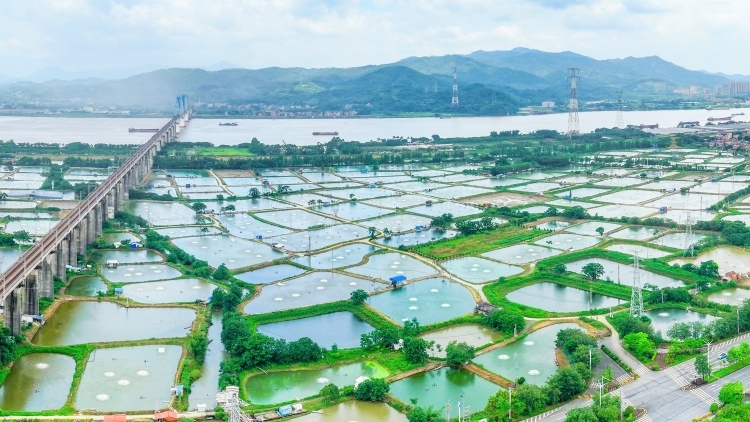 佛山市委书记：拓展新型农村集体经济发展路径丨市委书记抓乡村振兴2025年度盘点
