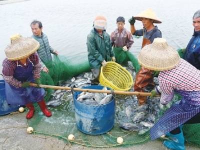 点线面梯次推进 县镇村全域焕新——广东茂名深入实施“百千万工程”绘就城乡共荣画卷