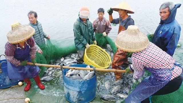 点线面梯次推进 县镇村全域焕新——广东茂名深入实施“百千万工程”绘就城乡共荣画卷