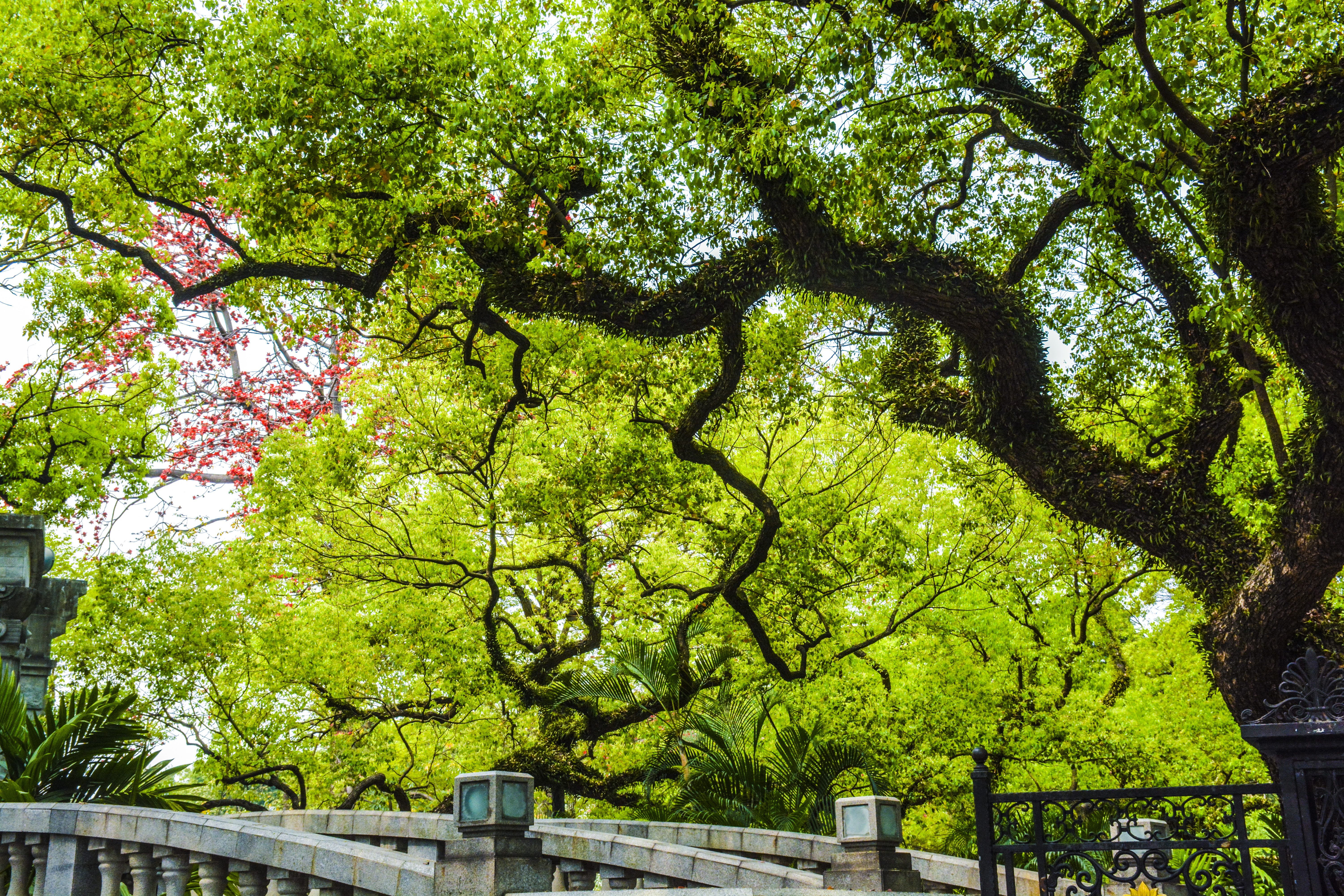 中山公园樟树林（古树公园）