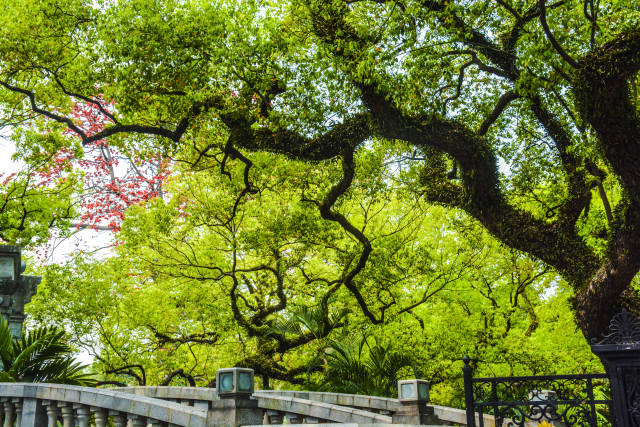 广东建成古树公园、绿美古树乡村161个