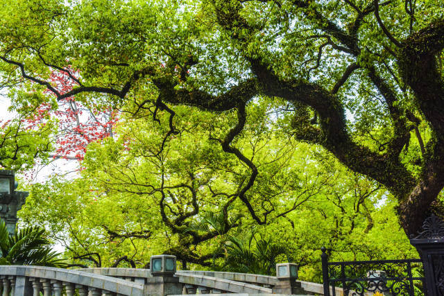 中山公园樟树林（古树公园）