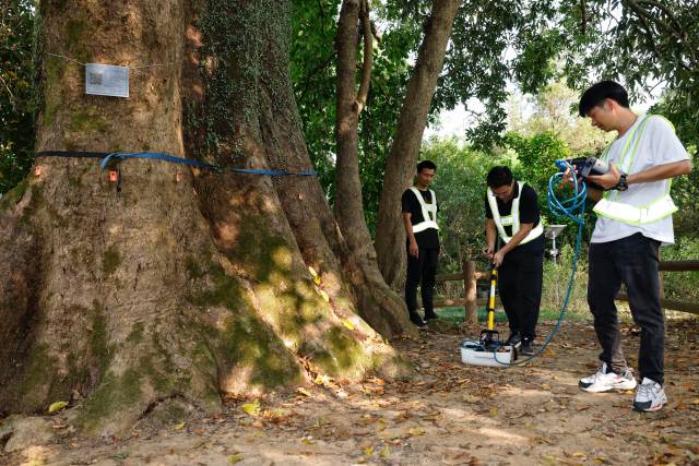 专家对秋枫树古树进行“体检”  