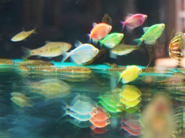 村民养殖的精品观赏鱼。(曾灿奎 摄) 村民养殖的精品观赏鱼。(曾灿奎 摄)