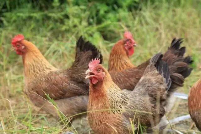 “媒体+”为翼 广东黄羽鸡出海破局产业突围新路径