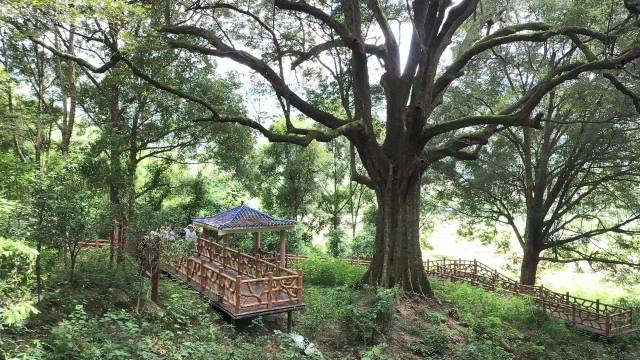 怀集红锥王古树公园