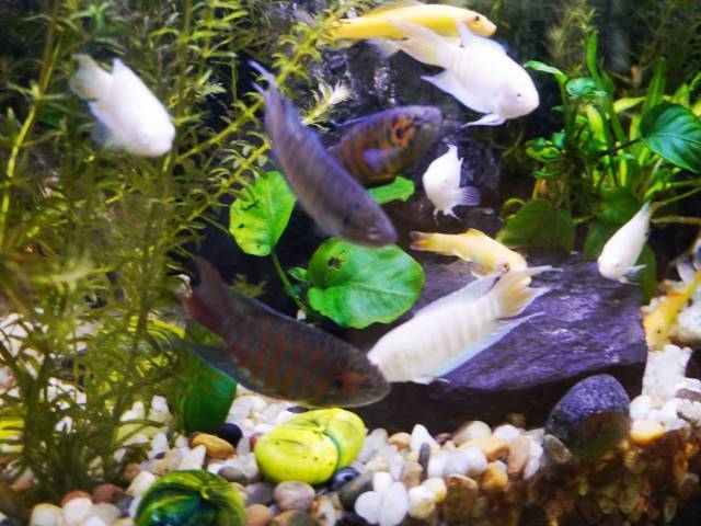 中国斗鱼是中国南方常见的观赏鱼类，以其鲜艳的色彩和好斗的特性而闻名。（曾灿奎 摄）