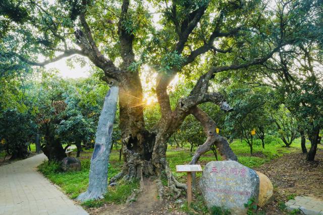 茂名根子贡园古荔枝树  