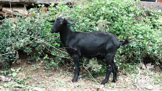 白沙黑山羊，又鲜又嫩。台山融媒供图