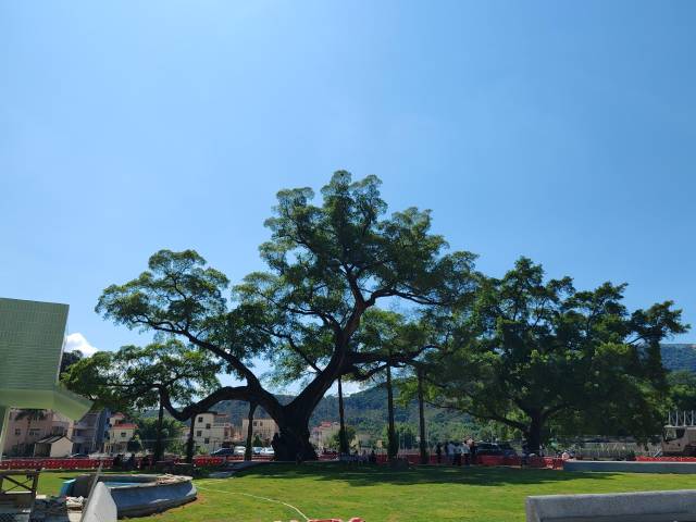 惠州麻榨镇千年古榕树公园