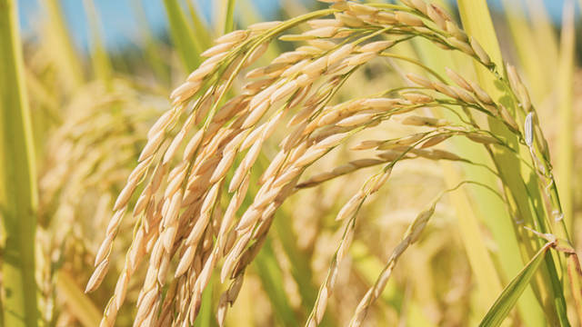 沈燕芬：奋斗在希望的田野上