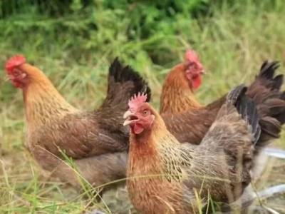 “媒体+”为翼 广东黄羽鸡出海破局产业突围新路径