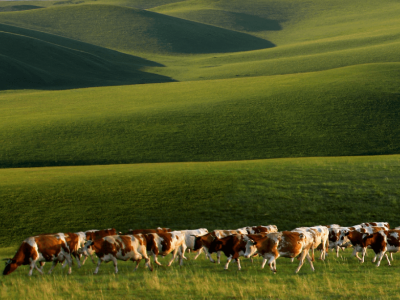 千里运活牛，草原味入粤！“媒体+”助力呼伦贝尔农垦集团叩响大湾区市场大门｜首届潮汕牛肉火锅文化节
