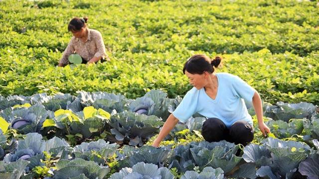 冯双玲：借政策东风实现农文旅融合蝶变