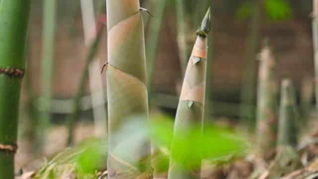 “致富笋”带动百亿产业！清远下“竹”功夫，以绿生金